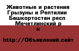 Животные и растения Грызуны и Рептилии. Башкортостан респ.,Мечетлинский р-н